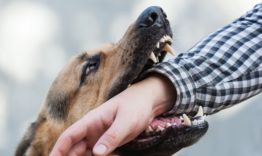 Dog biting person's forearm